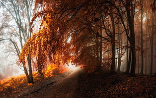 orange leafed tree, nature, landscape, path, forest HD wallpaper
