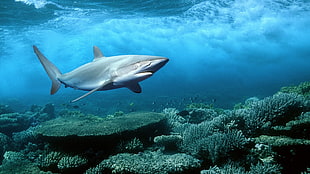 gray wale underwater, shark, coral, sea, animals HD wallpaper