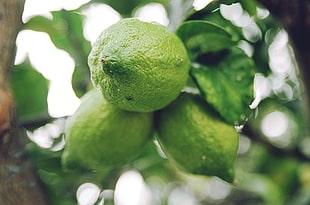 selective focus photo of green lemon citrus fruit