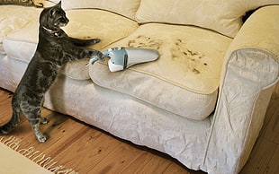 black cat holding handheld vacuum cleaning the beige filigree sofa HD wallpaper