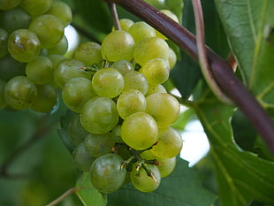 white grapes, Grapes, Berries, Branch