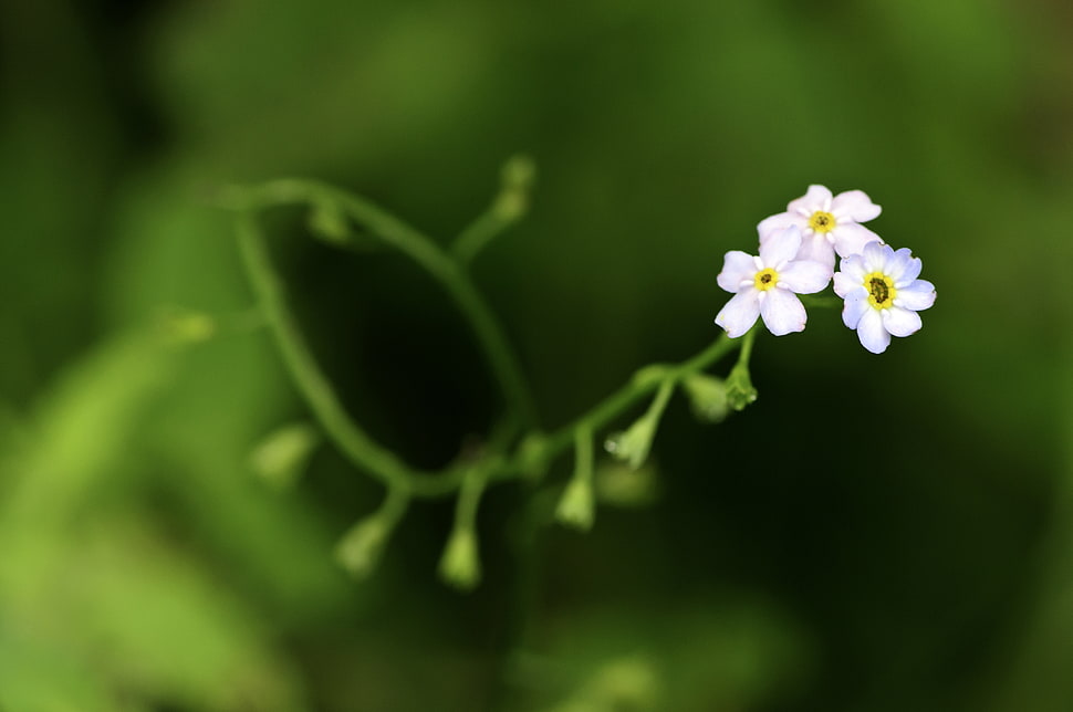 selective focus photo of white petaled flower, tiny HD wallpaper