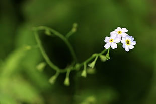 selective focus photo of white petaled flower, tiny