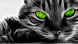 black cat with green eye portrait photo