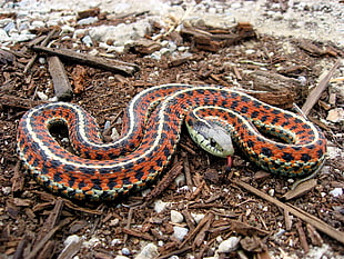 red and brown snake
