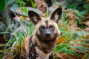 brown and black wild dog