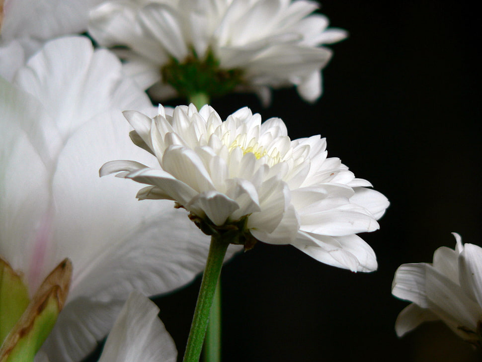 close up photo of white Chrysanthemum flower, alexandria HD wallpaper