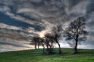 landscape photography of hill with trees, italy