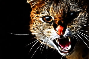 wild cat photo