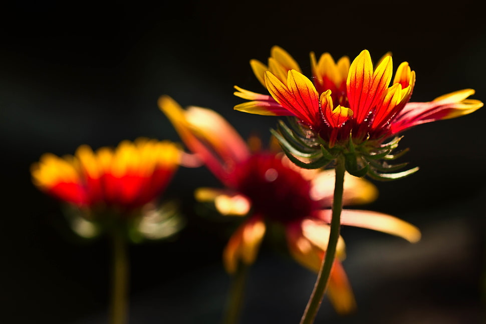 selective focus photography of red-and-yellow petaled flowers HD wallpaper