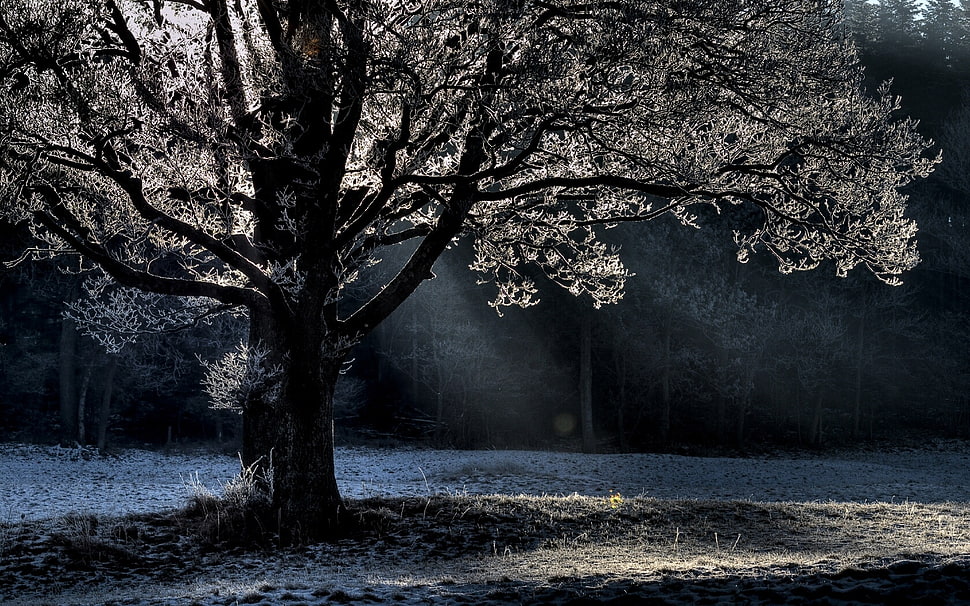 silhouette of tree during nighttime HD wallpaper