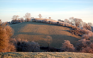trees and grasses on hill