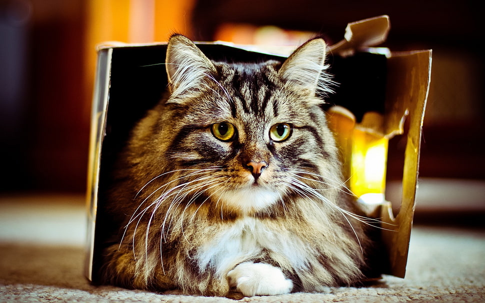 black and gray cat in box photography HD wallpaper