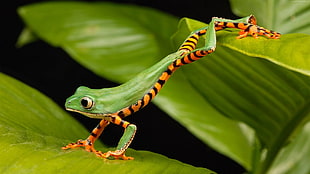 shallow focus photography of green and orange frog on leaf during daytime