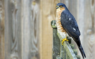 black and brown Falcon on fence