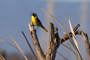 shallow focus photography of yellow bird on tree trunk