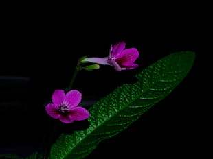 shallow focus photo of purple flowers, streptocarpus