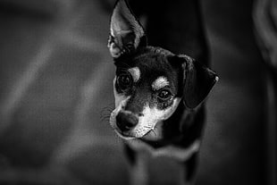 short-coated puppy, Dog, Muzzle, Bw HD wallpaper