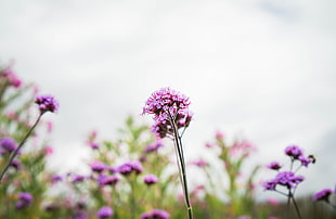 photography of purple flowers during day time, verbena