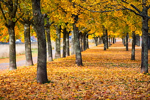 landscape photography of trees during autumns HD wallpaper