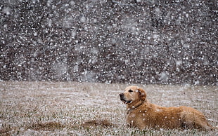 tan dog lying on grass field during snow