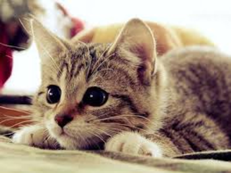 gray and white kitten HD wallpaper