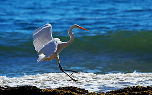 great egret on beach during daytime