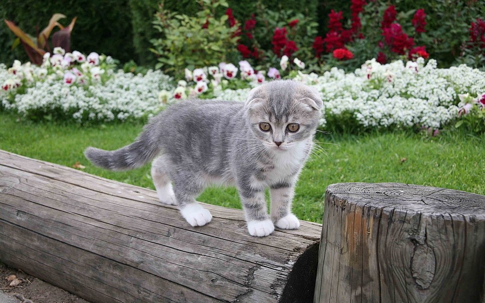 gray and white kitten stands on brown wooden fence photo HD wallpaper