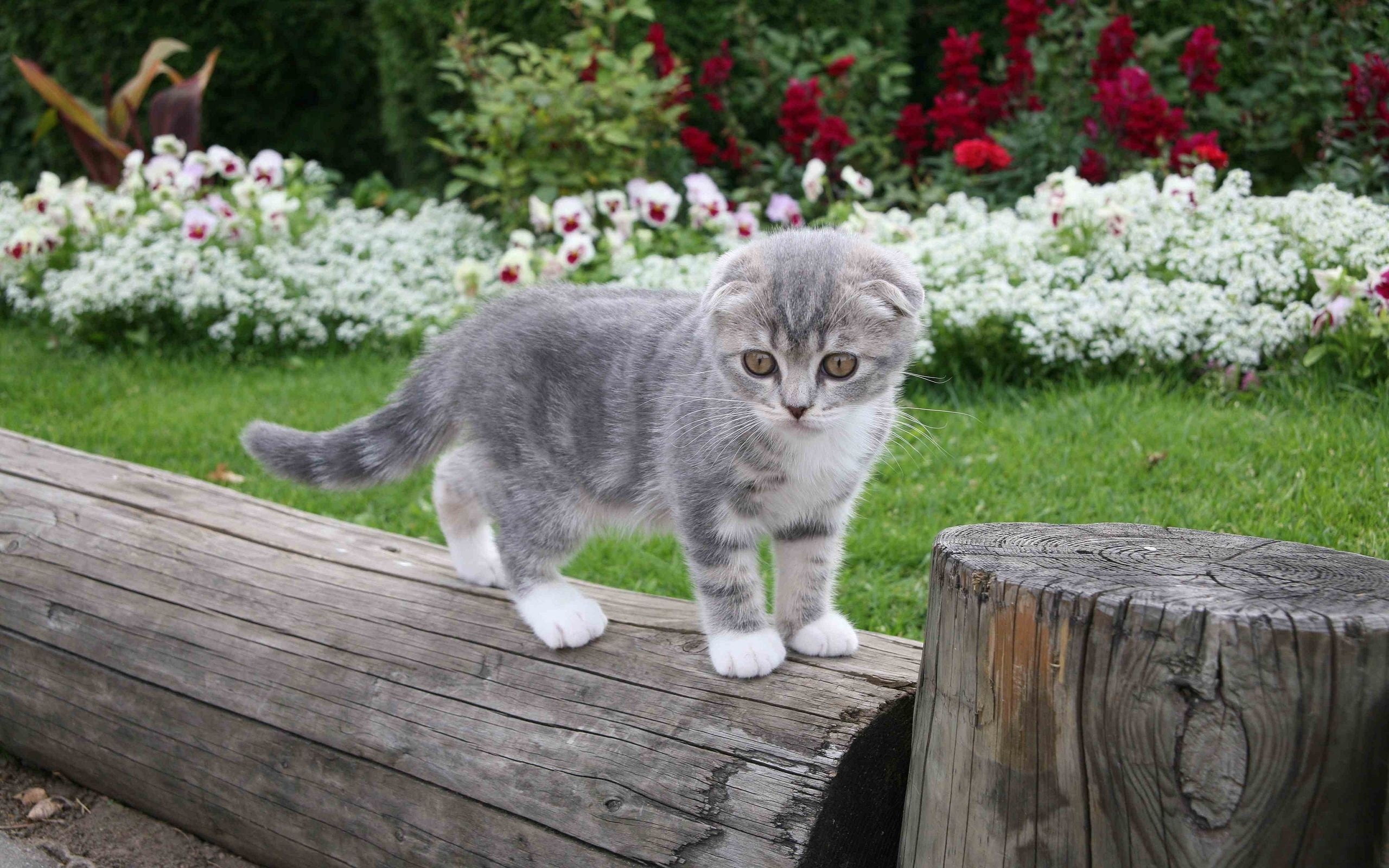 gray and white kitten stands on brown wooden fence photo