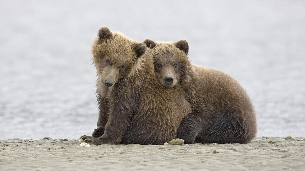 two brown bears on seashore HD wallpaper