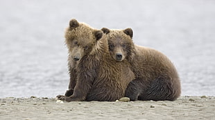 two brown bears on seashore
