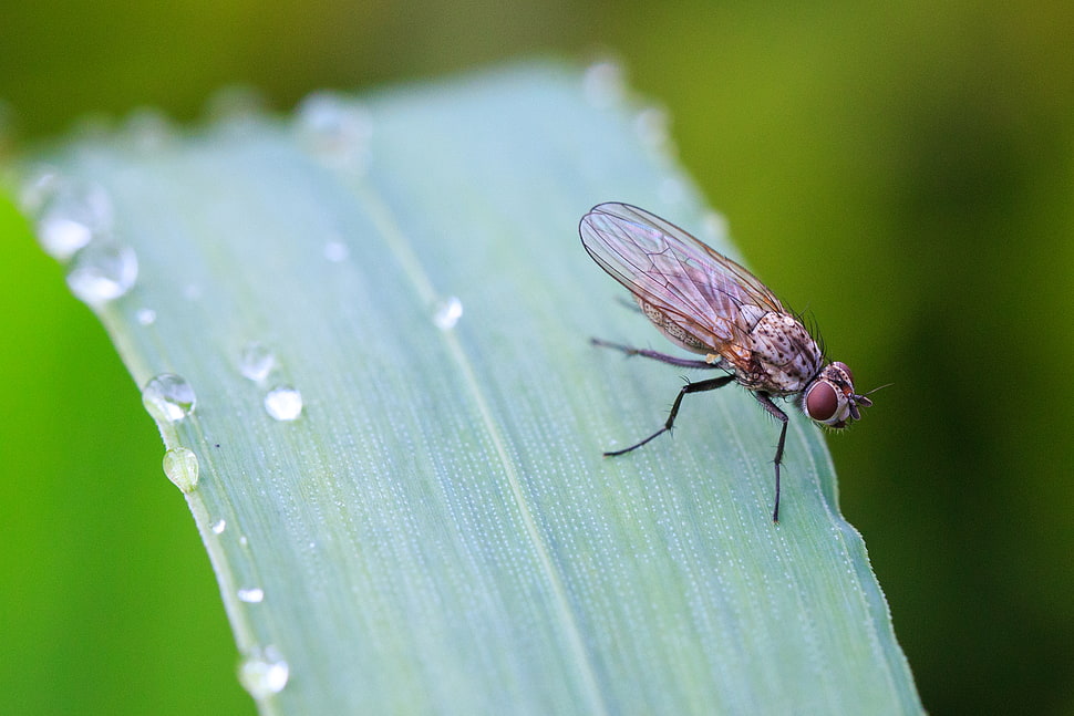 brown insect on leaf autofocus photography HD wallpaper