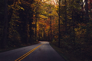concrete pavement surrounded by trees