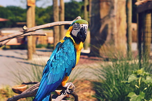 yellow-and-blue macaw, Parrot, Macaw, Bird