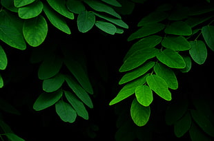 Green Leaves Plant HD wallpaper