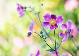 purple petaled flowers closeup photo, japanese HD wallpaper