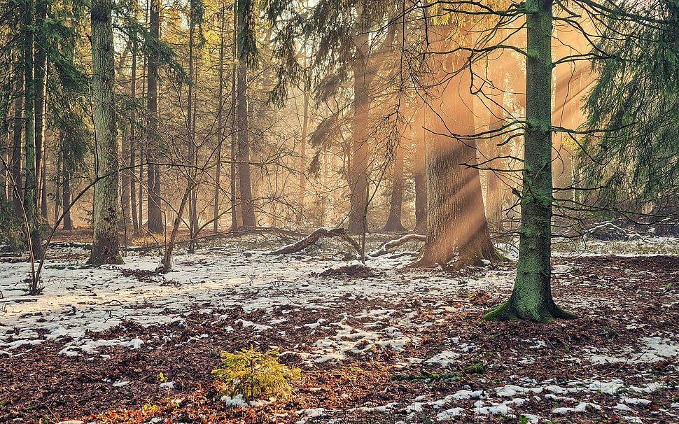 green leafed trees, plants, forest, landscape, trees HD wallpaper