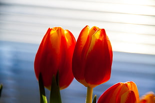 depth of field photography of red tulips