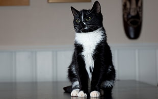 black and white tuxedo cat sitting on a table