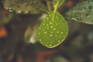 water droplets on leaf HD wallpaper