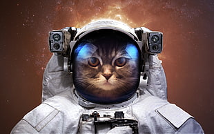 Galaxy Cat wallpaper, astronaut, cat, space, humor HD wallpaper