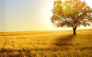 yellow orange and green leafed tree on field of grass during sunrise