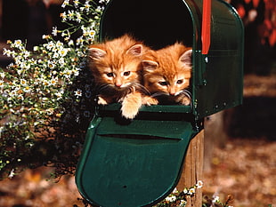 two orange tabby kittens inside the mail box
