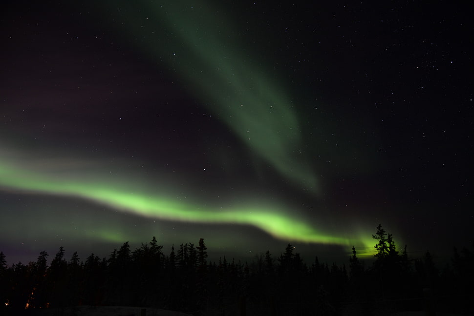 green Aurora light, nature, landscape, trees, sky HD wallpaper