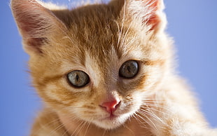 close photo of orange Tabby Kitten