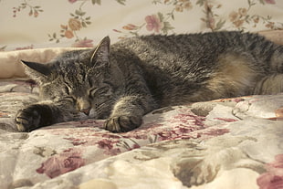 brown Tabby cat laying on bed sheet