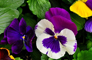 macro shot photography of purple and white daisy flower HD wallpaper