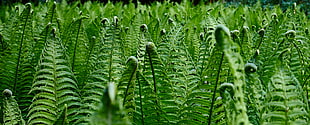 green leafy plants