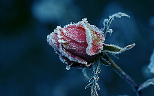 snow coated red rose
