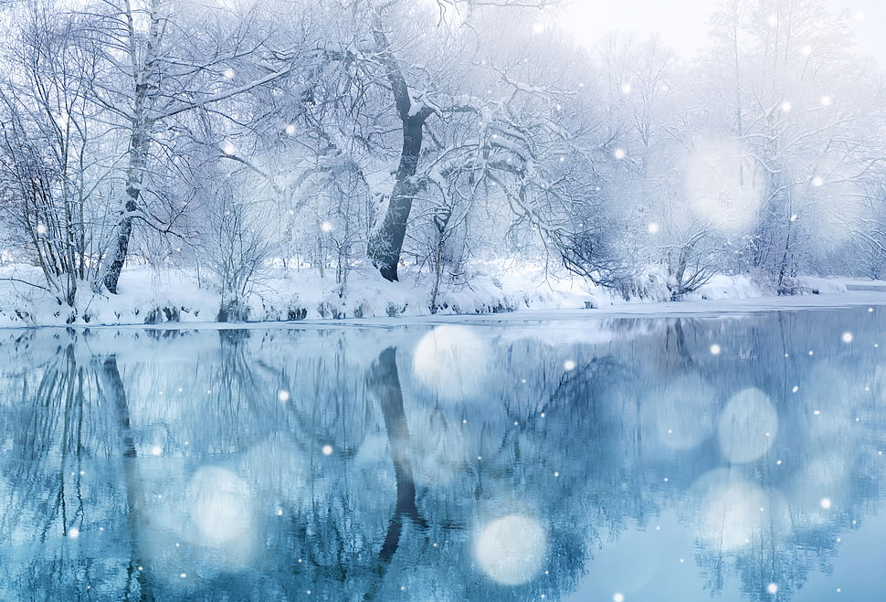 snowy bare trees, snow, nature, trees, winter HD wallpaper